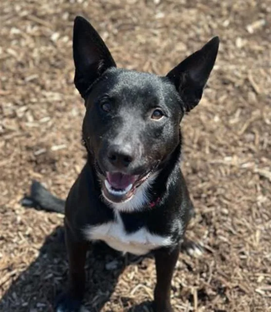 A young large-sized male Border Collie dog named Kangaroo for adoption in Tustin, CA