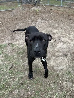 An adult large-sized male American Staffordshire Terrier dog named B Justin for adoption in North Charleston, SC