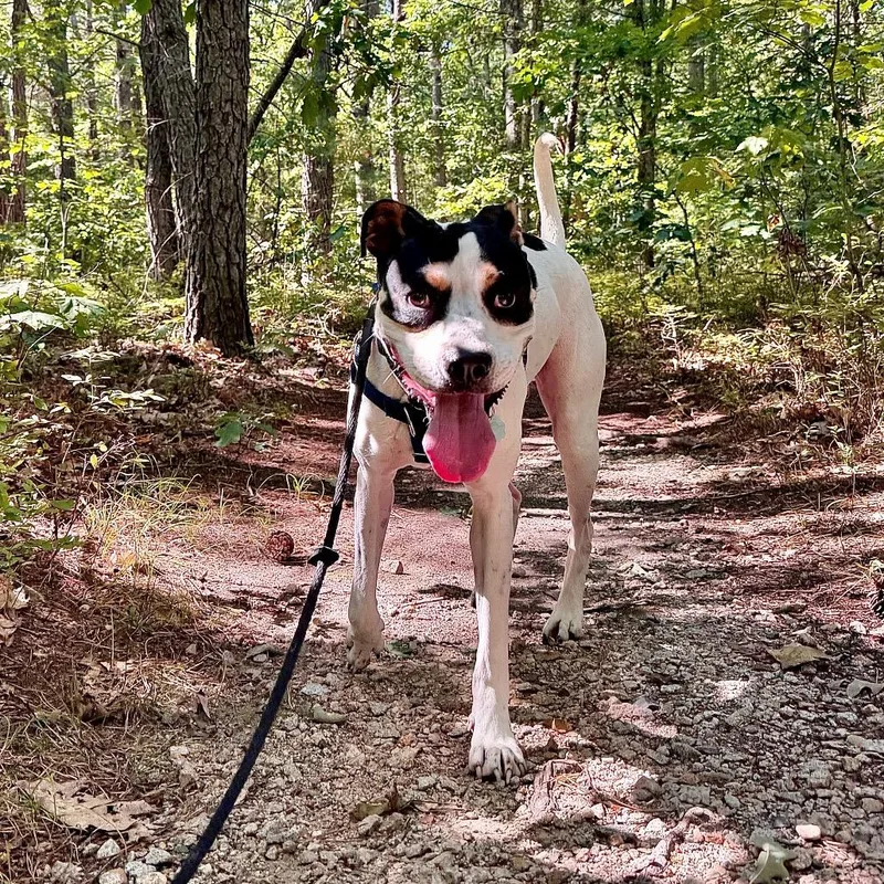 An adult large-sized male Mixed Breed dog named Scrappy Boy for adoption in Kennebunk, ME