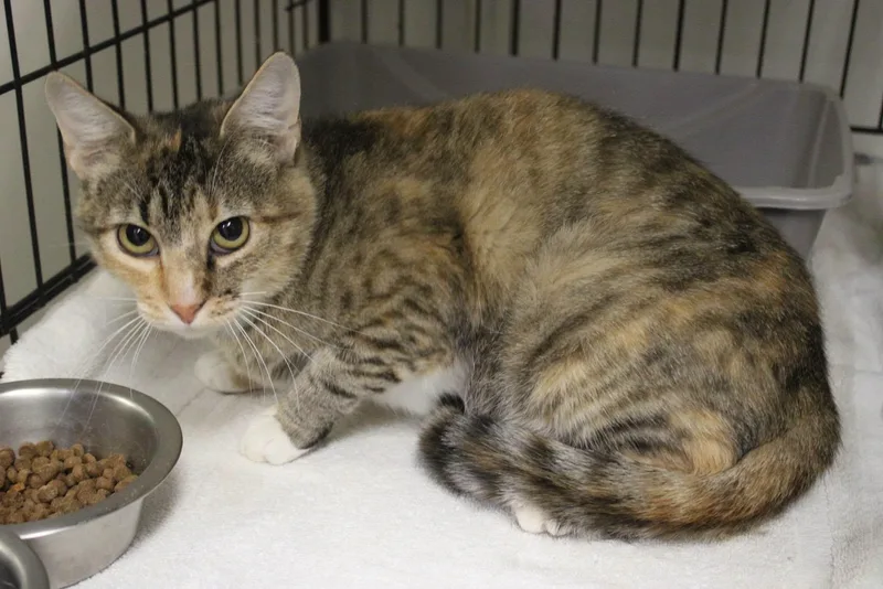 An adult medium-sized female Domestic Short Hair cat named Tabatha for adoption in Weaverville, CA