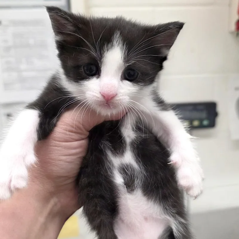 A baby medium-sized male Black Domestic Short Hair cat named Atomic Tangerine for adoption in Gloucester, VA