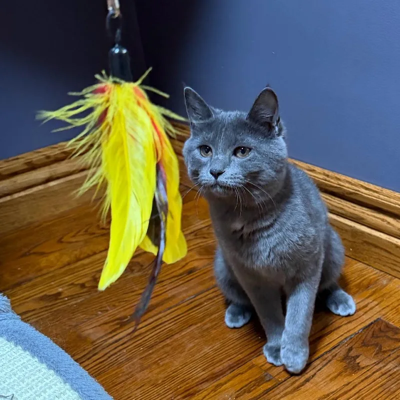 A baby small-sized female Gray / Blue / Silver Domestic Short Hair cat named Linda for adoption in Gibsonia, PA