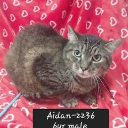 An adult small-sized male Domestic Short Hair cat named Aidan for adoption in New Tazewell, TN