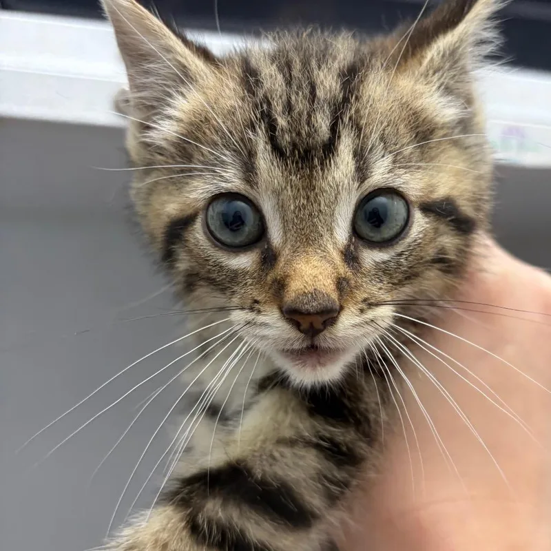 A baby small-sized male Brown / Chocolate Domestic Short Hair cat named Thor for adoption in Franklin, NC