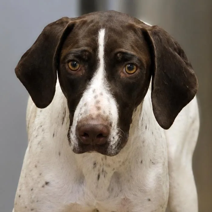 A young medium-sized female White / Cream German Shorthaired Pointer dog named Anastasia for adoption in Wickenburg, AZ