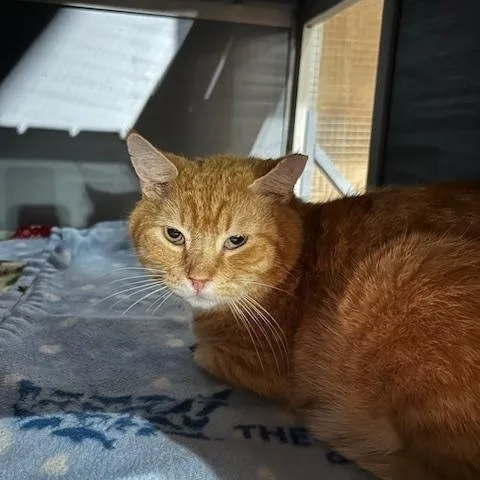 An adult medium-sized male Tabby (Orange / Red) Domestic Short Hair cat named Hank for adoption in East Brunswick, NJ