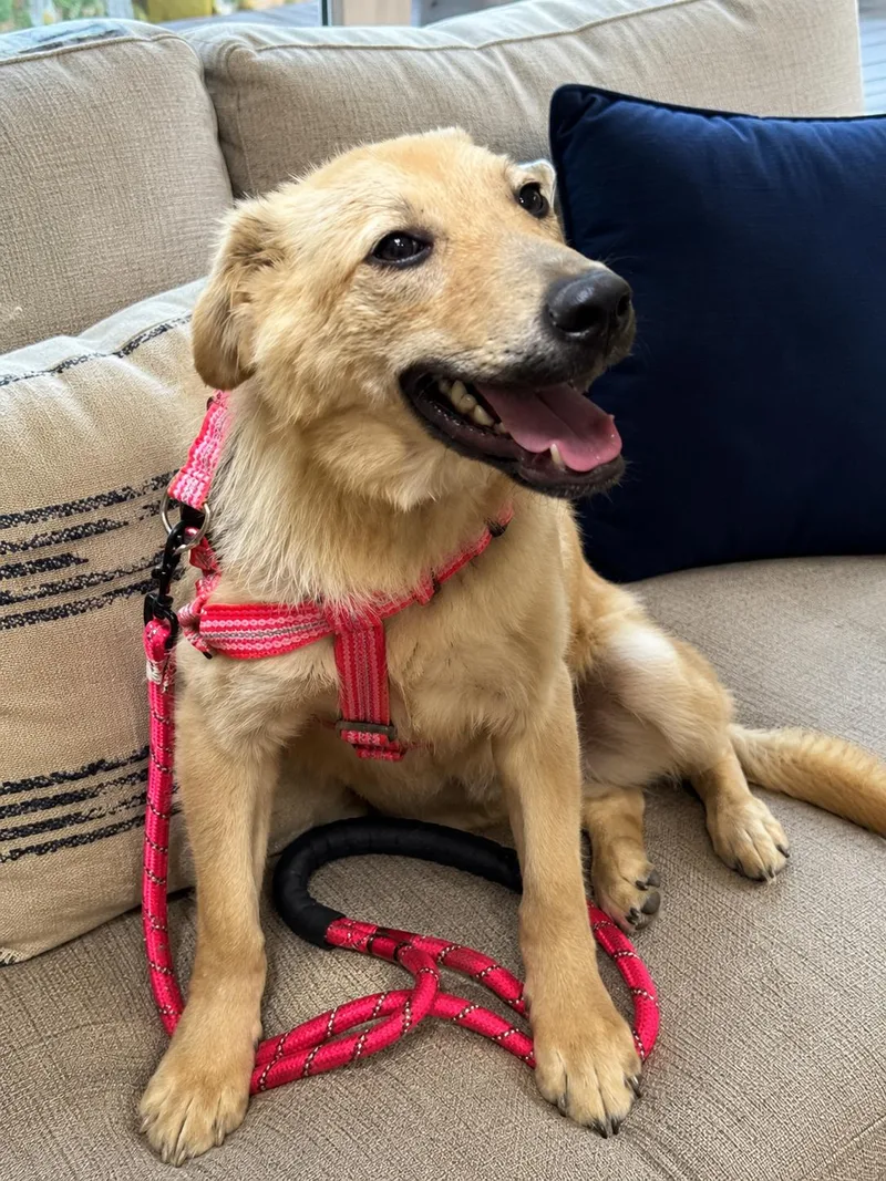 A young medium-sized male Yellow / Tan / Blond / Fawn Golden Retriever dog named Tail Wagging Tate for adoption in Reston, VA
