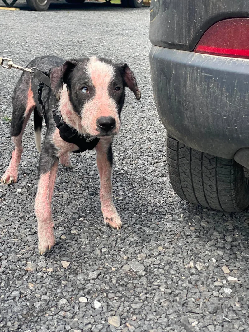 A young medium-sized male Labrador Retriever dog named Pluto for adoption in Lewistown, PA