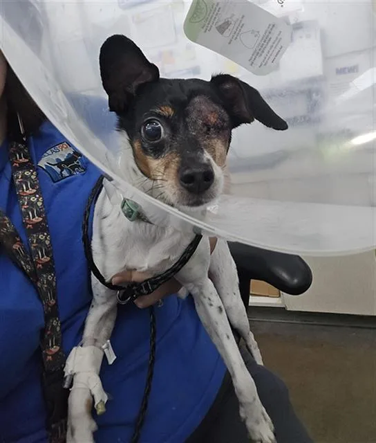 A senior small-sized female Mixed Breed dog named Zuki for adoption in Dallas, TX
