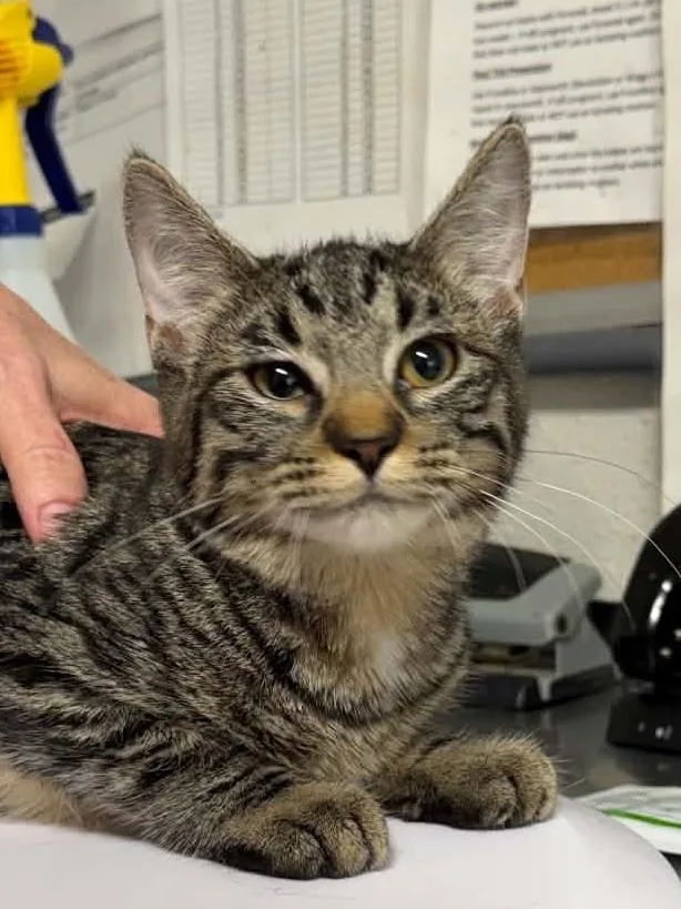 A baby medium-sized female Domestic Short Hair cat named Dice for adoption in Bolivar, MO