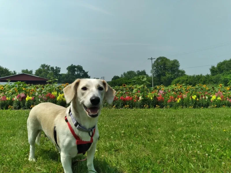 A young medium-sized female Hound dog named Betsy for adoption in Gloversville, NY
