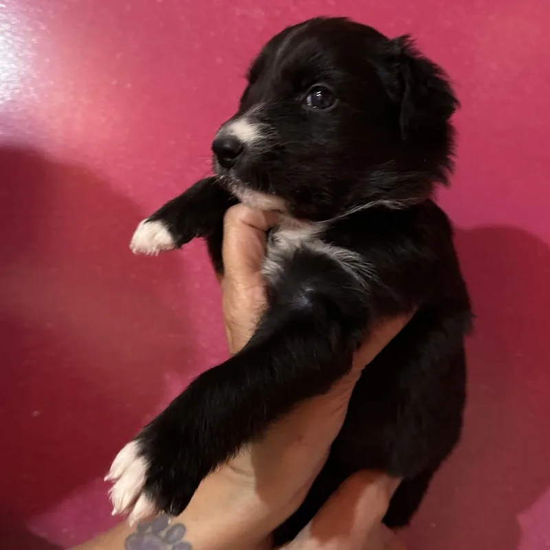 A baby medium-sized male Black Border Collie dog named Bcpup for adoption in Point Richmond, CA