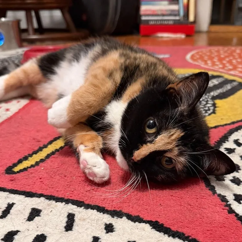 A young medium-sized female Calico Domestic Short Hair cat named Addie for adoption in Chicago, IL
