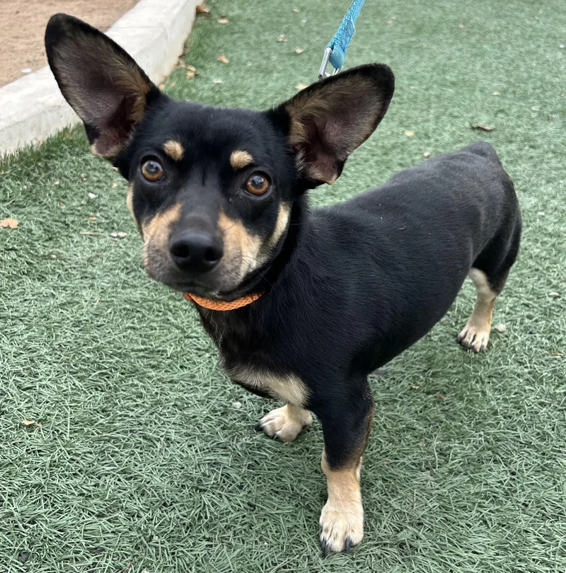 A young small-sized male Black Miniature Pinscher dog named Richie for adoption in Bell Gardens, CA