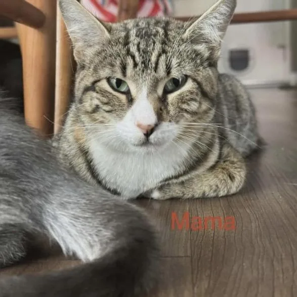 An adult medium-sized female Tabby (Brown / Chocolate) Domestic Short Hair cat named Agave for adoption in Santa Rosa, CA