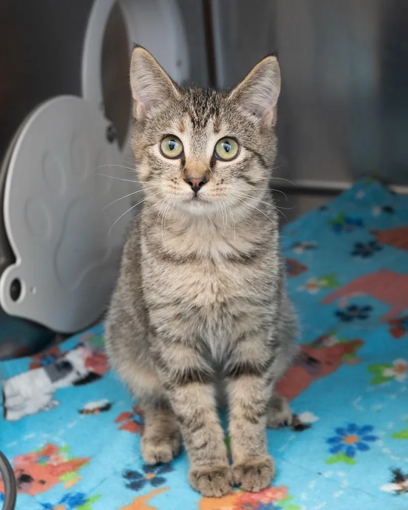 A baby small-sized female Domestic Short Hair cat named Glendower for adoption in Boone, IA