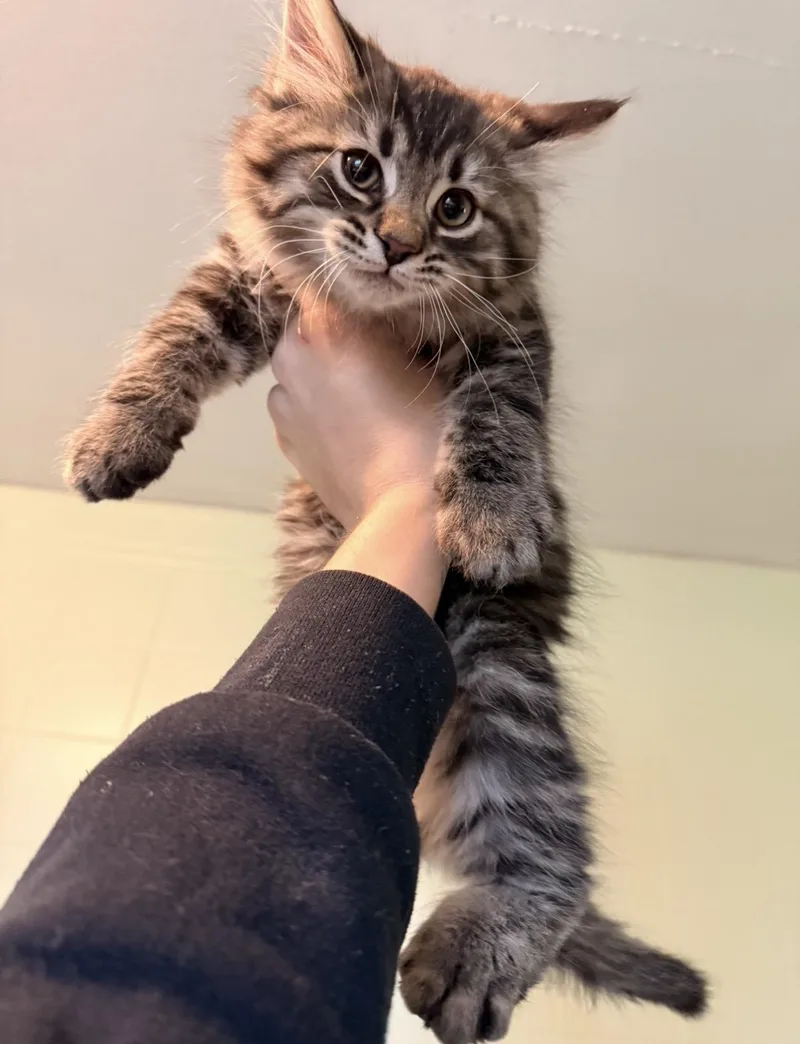 A baby large-sized male Maine Coon cat named Timmy for adoption in toledo, OH