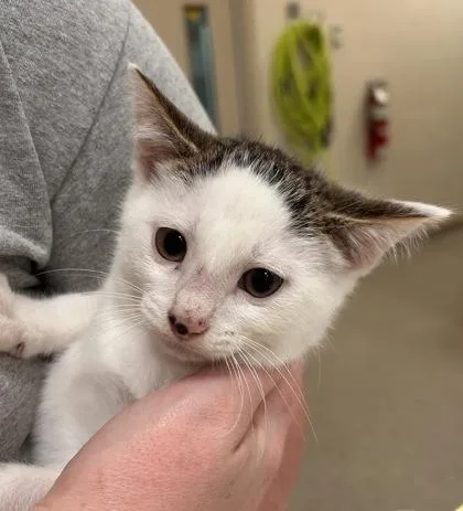 A baby small-sized male Domestic Short Hair cat named Peck for adoption in Fishers, IN
