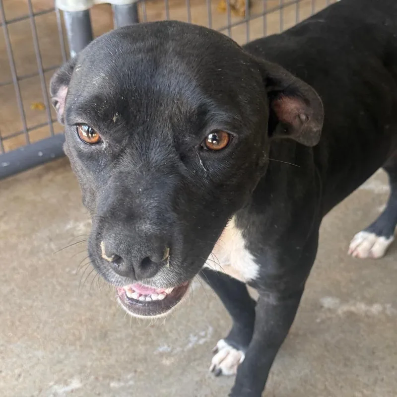 An adult medium-sized female Black Terrier dog named Thelma for adoption in Birmingham, AL