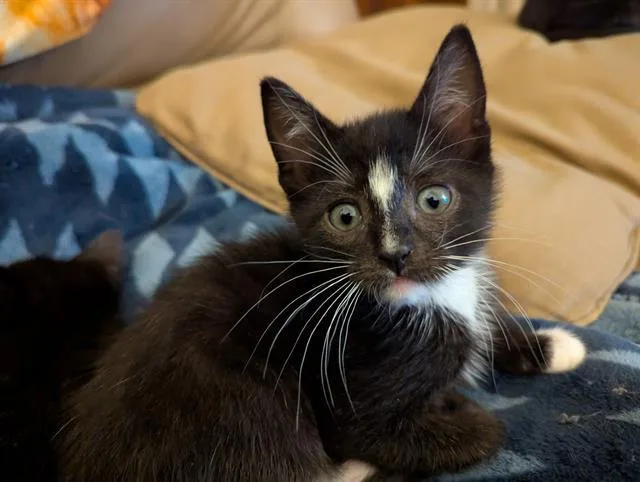 A baby small-sized male Domestic Short Hair cat named Nosey for adoption in Charlotte, NC