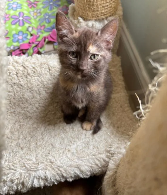 A young medium-sized female Tortoiseshell Domestic Short Hair cat named Princess for adoption in Marietta, GA