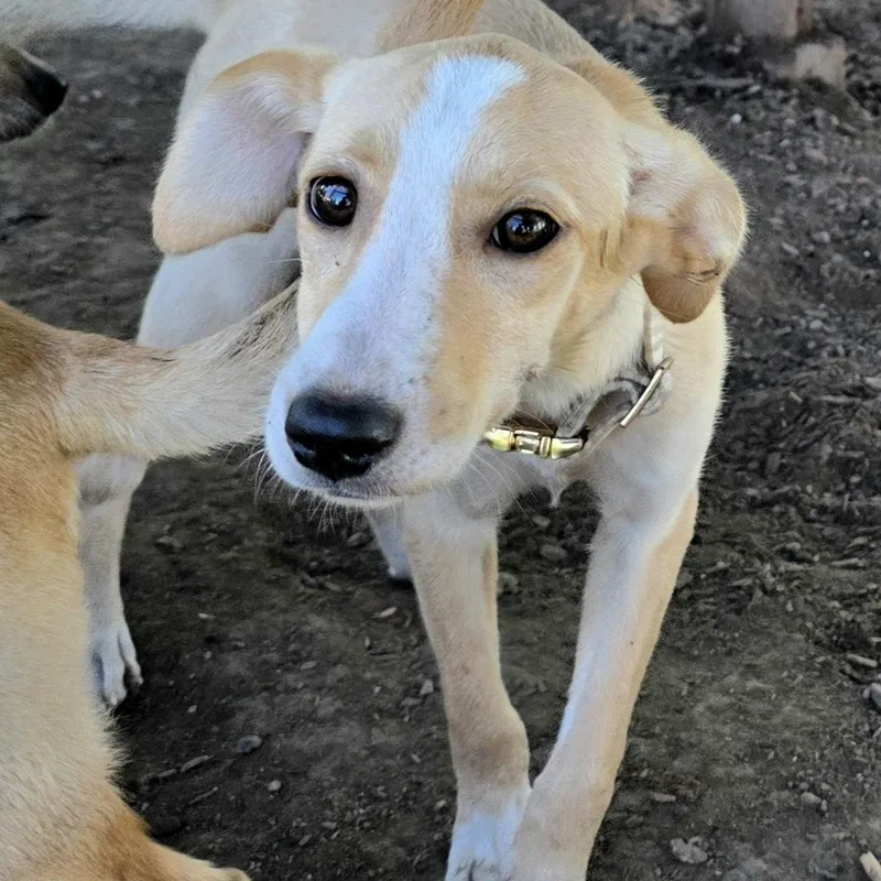 A baby medium-sized female Yellow / Tan / Blond / Fawn Collie dog named Dolly for adoption in Evansville, WI