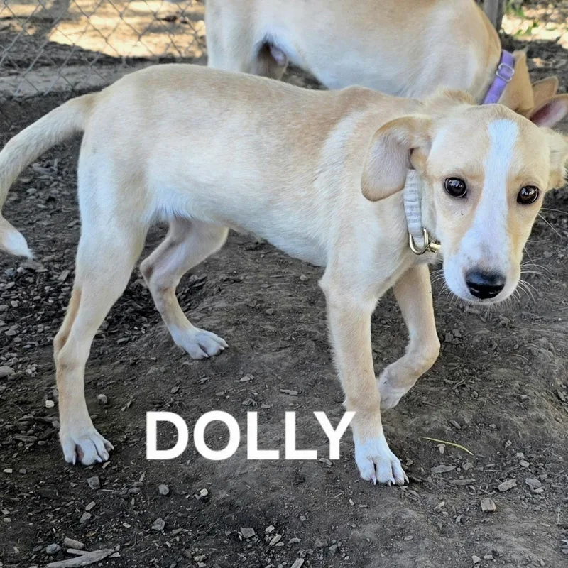 Dolly thumbnail 2