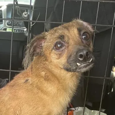 An adult small-sized female Yellow / Tan / Blond / Fawn Mixed Breed dog named Lil' Kim for adoption in Dickinson, TX