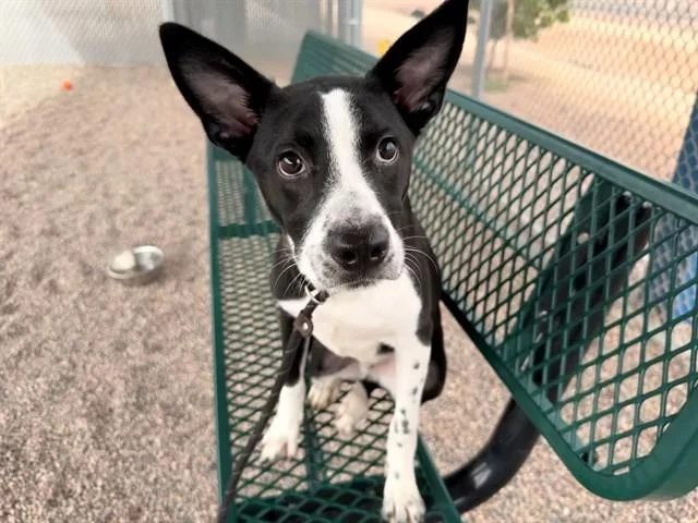 A young medium-sized male Pit Bull Terrier dog named Scout for adoption in Phoenix, AZ
