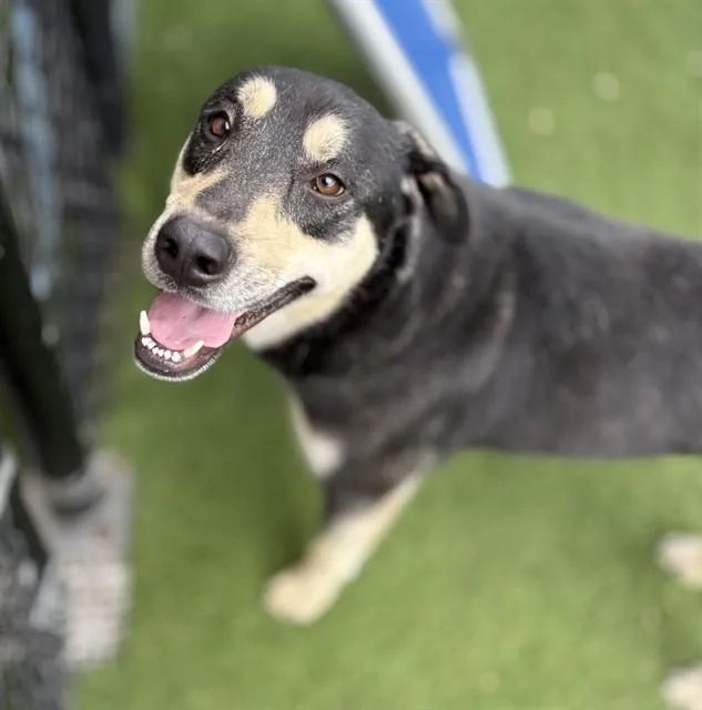 An adult medium-sized male Mixed Breed dog named James for adoption in Dallas, TX