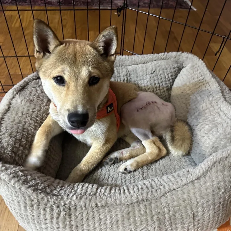 A young small-sized male Red / Chestnut / Orange Shiba Inu dog named Hachi for adoption in Baton Rouge, LA