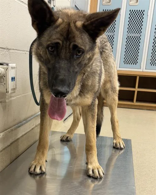 A young large-sized male German Shepherd Dog dog named Moss for adoption in Grand Prairie, TX
