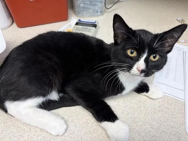 A young medium-sized male Domestic Short Hair cat named Cosmo for adoption in Great Falls, MT