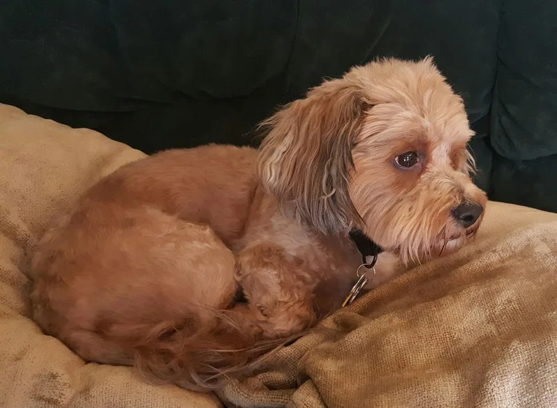 Dandie  Os thumbnail 2