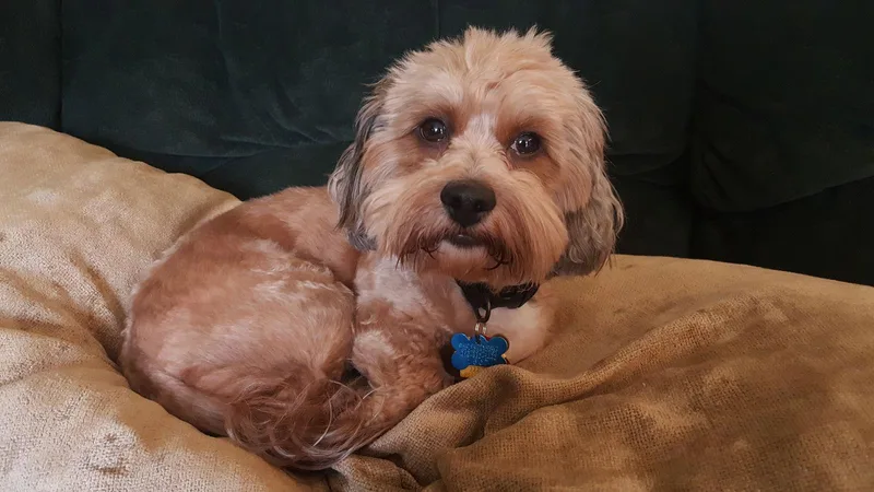 Dandie  Os thumbnail 3