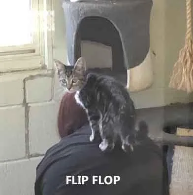 A baby medium-sized female Tabby (Gray / Blue / Silver) Domestic Short Hair cat named Flip Flop for adoption in Washington, GA