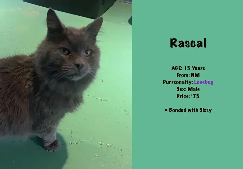 Rascal