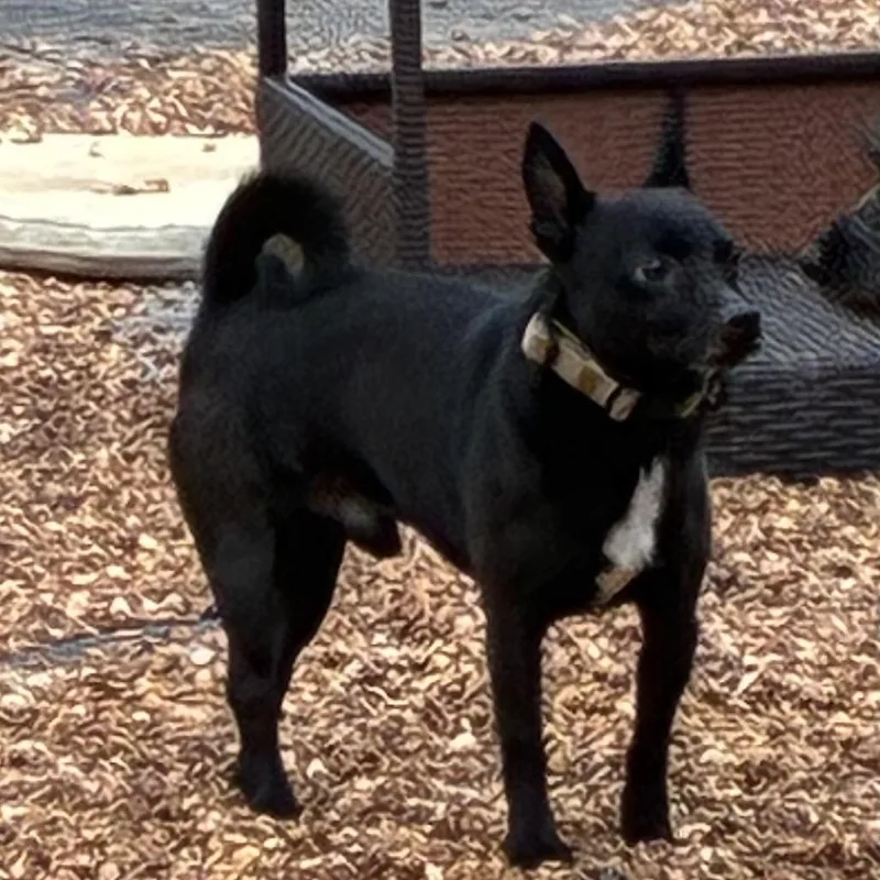 An adult small-sized male Chihuahua dog named Cody for adoption in Southside, TN