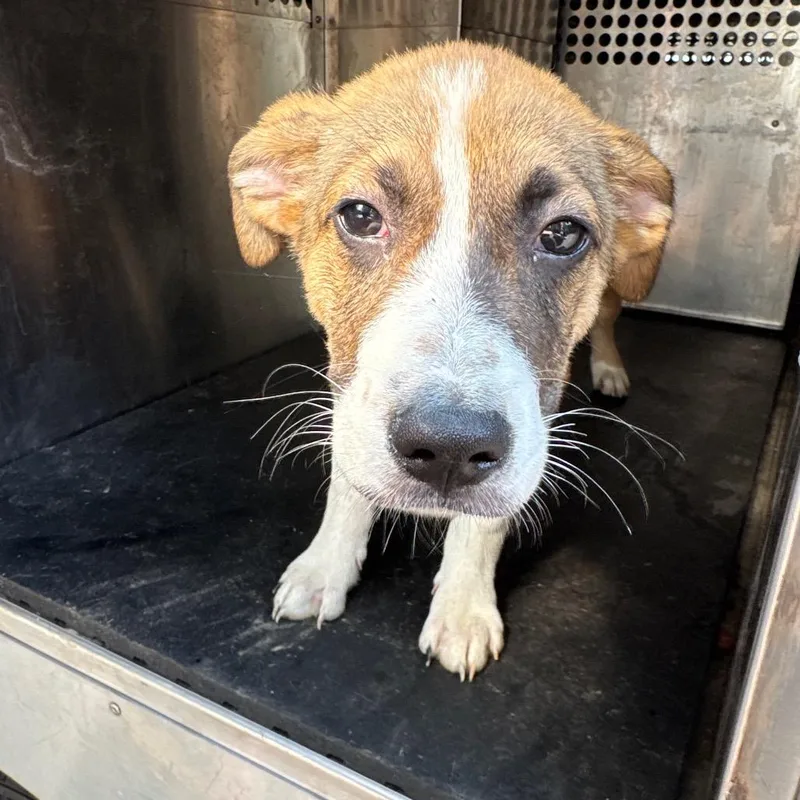 A baby small-sized male Collie dog named Kenny for adoption in Birmingham, AL
