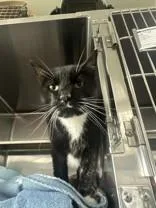 A senior medium-sized male Black & White / Tuxedo Domestic Short Hair cat named Gilbert for adoption in Manitowoc, WI
