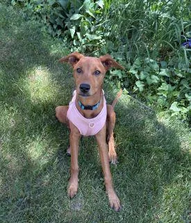 A baby medium-sized female Golden Mixed Breed dog named Kelsea for adoption in Schaumburg, IL