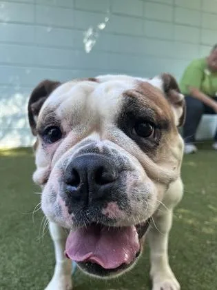 An adult medium-sized female English Bulldog dog named Bella for adoption in Largo, FL
