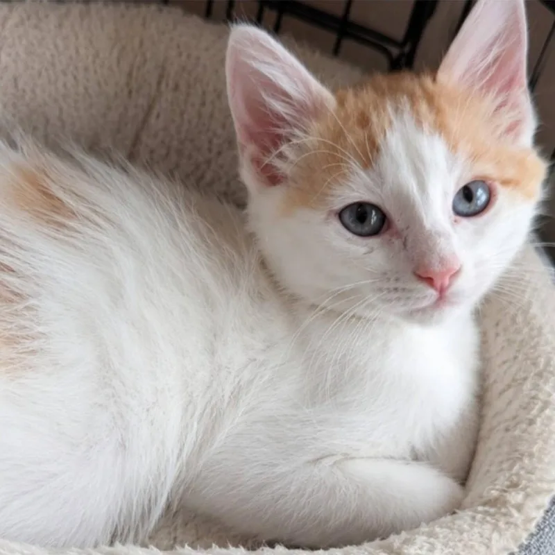 A baby small-sized male Orange & White Domestic Short Hair cat named Sanji for adoption in Mabank, TX