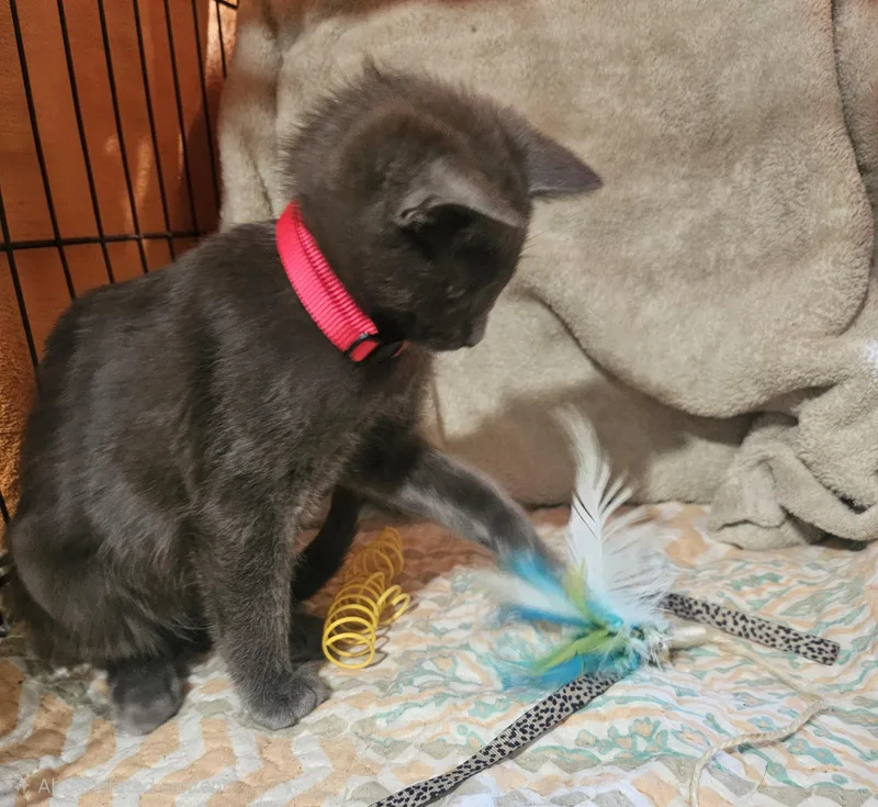 A baby medium-sized male Gray / Blue / Silver Domestic Medium Hair cat named Merritt for adoption in Burbank, CA