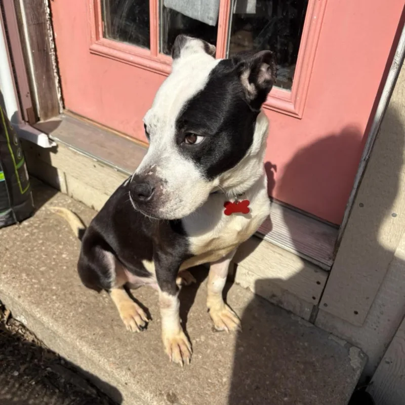 An adult medium-sized male Black Pit Bull Terrier dog named Phoenix for adoption in Kansas City, MO