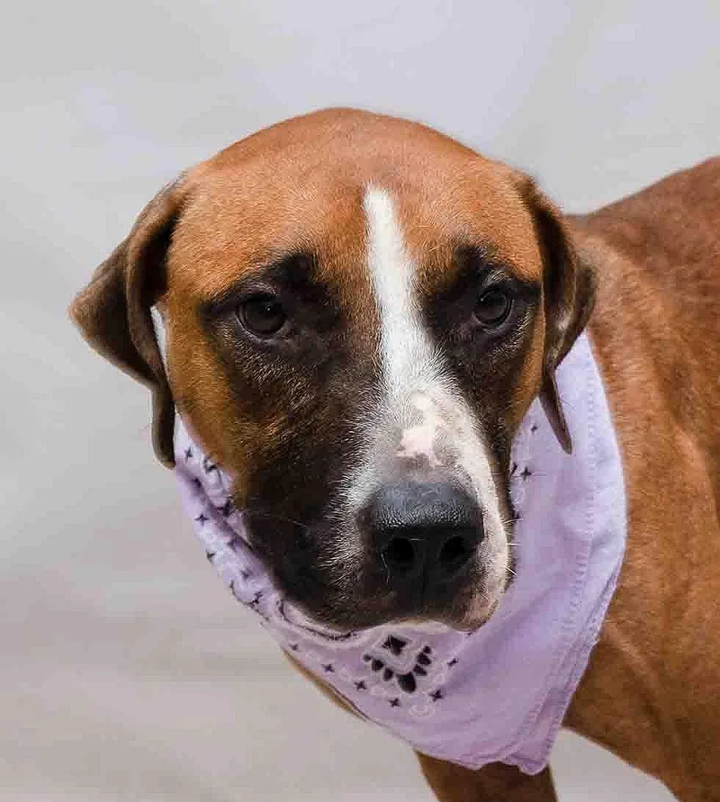 An adult medium-sized male Brown / Chocolate Terrier dog named Wilbur for adoption in Sanford, FL