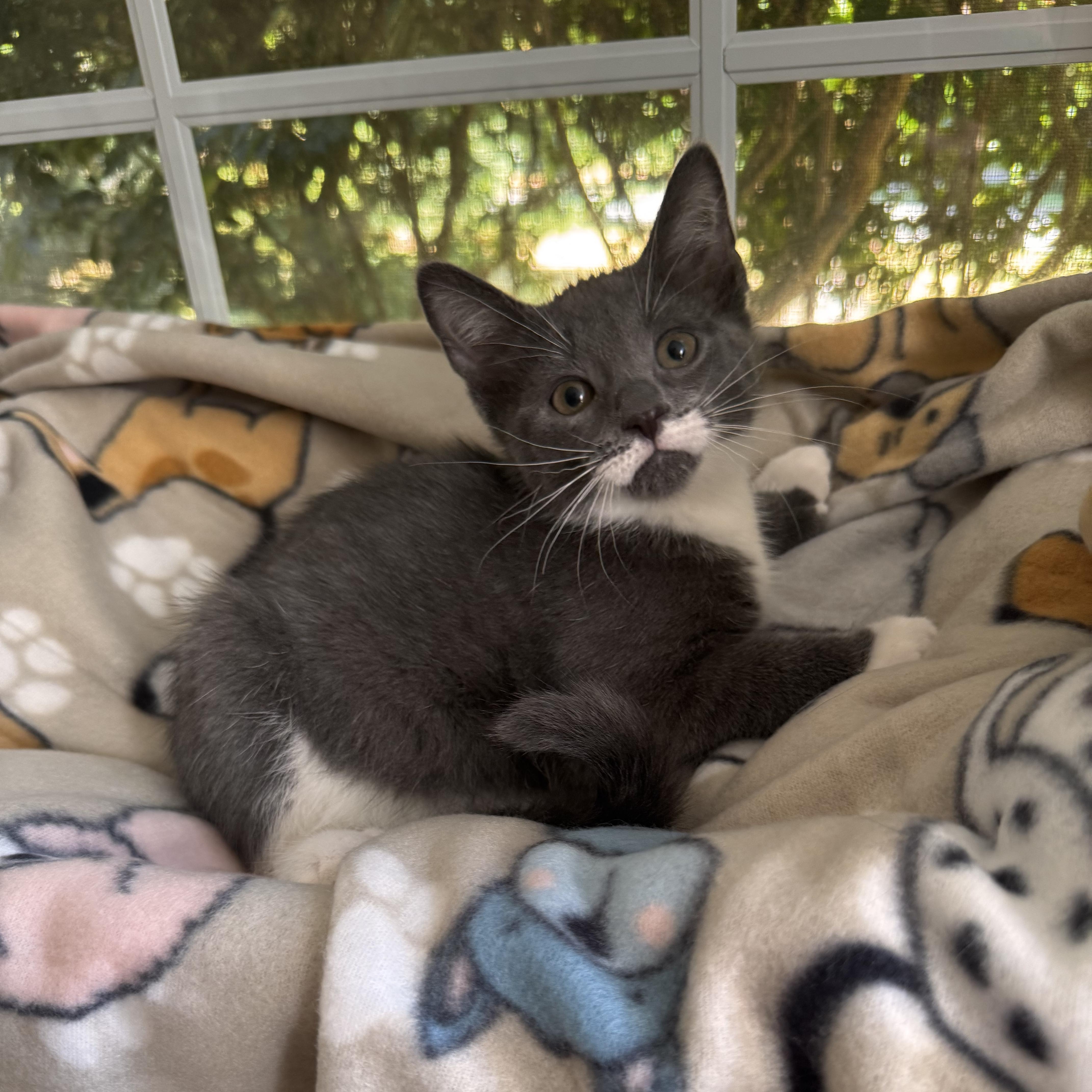 A baby small-sized female Gray & White Domestic Short Hair cat named Saphire for adoption in East Greenwich, RI