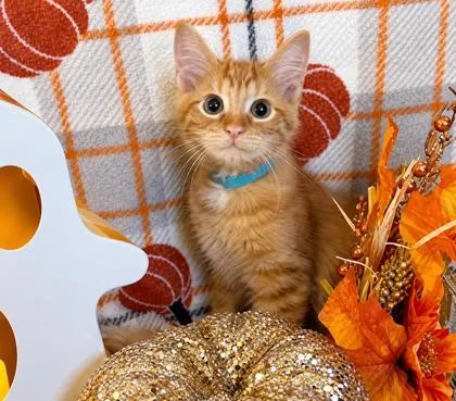 A baby small-sized male Domestic Medium Hair cat named Graham for adoption in Elk Grove Village, IL