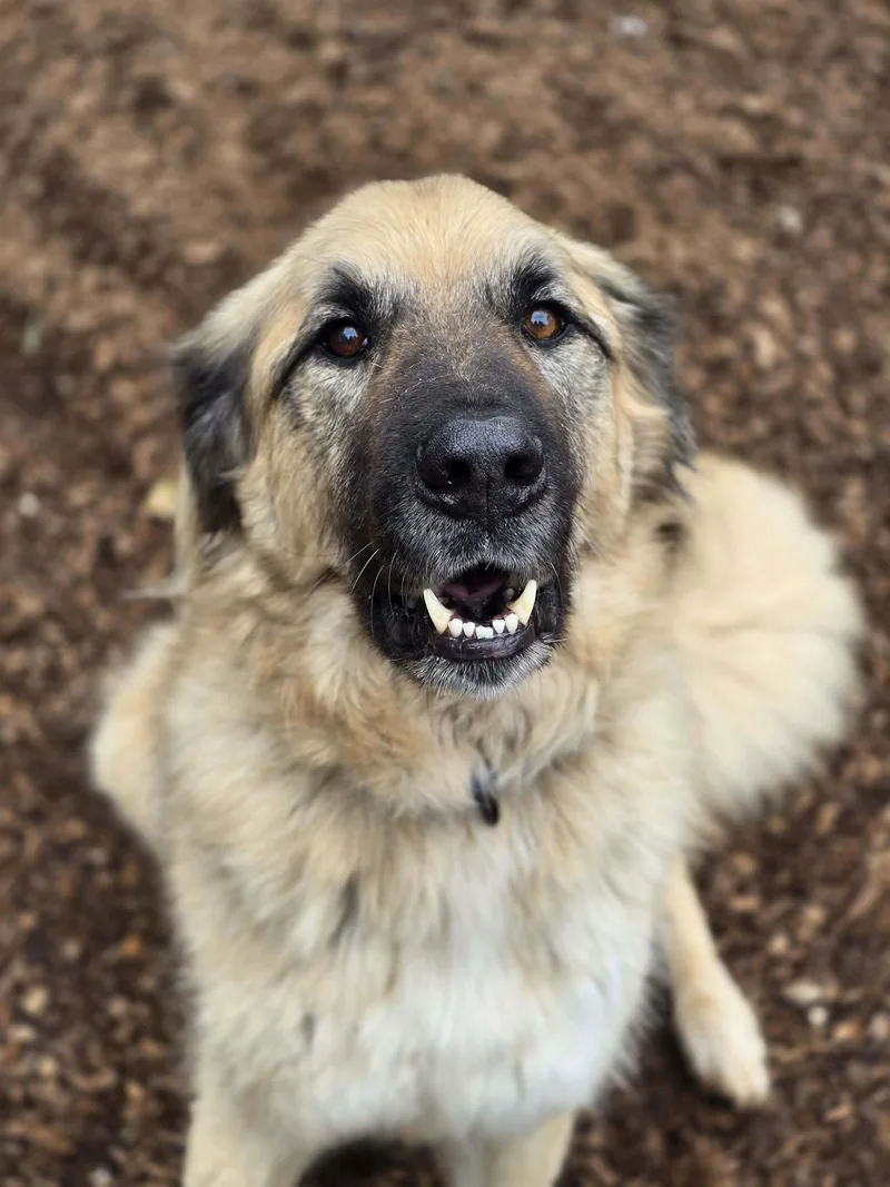 An adult large-sized male Yellow / Tan / Blond / Fawn Anatolian Shepherd dog named Taki for adoption in Grants Pass, OR