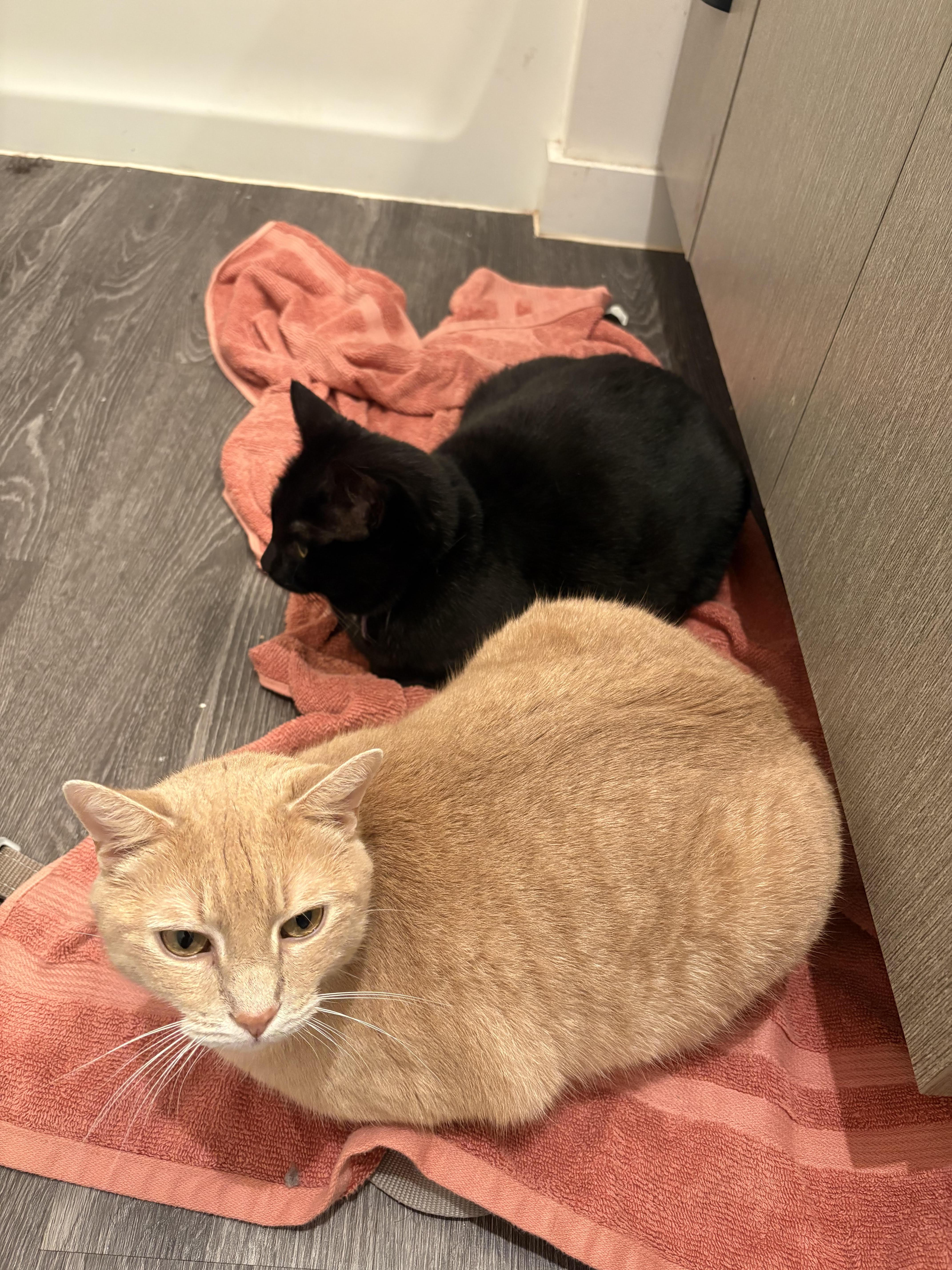 Hercules thumbnail 2